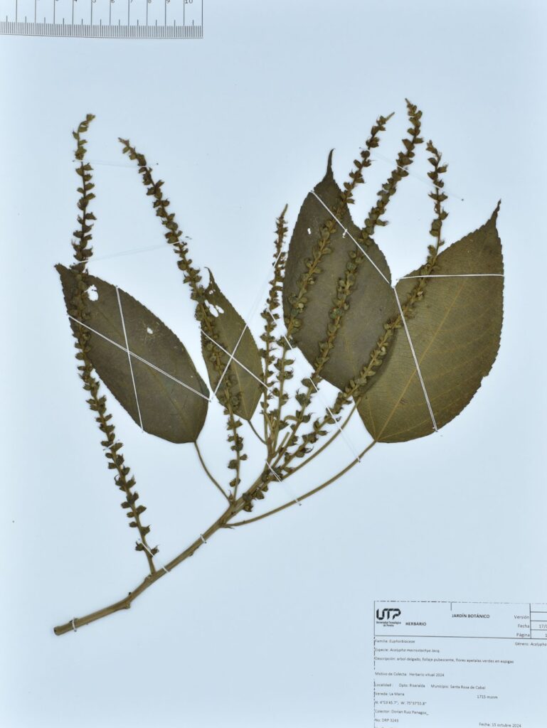 Acalypha macrostachya Jacq.