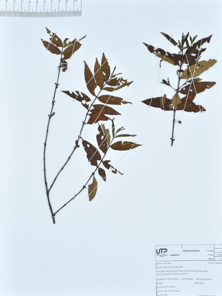 Adenaria floribunda Kunth