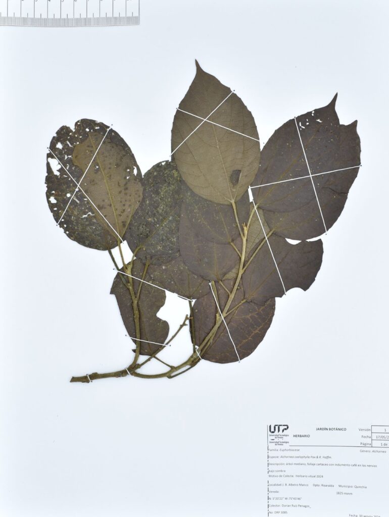Alchornea coelophylla Pax & K. Hoffm.