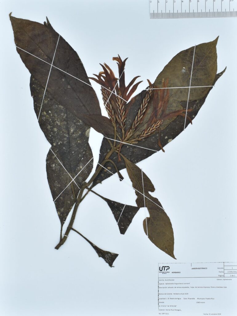 Aphelandra lingua-bovis Leonard