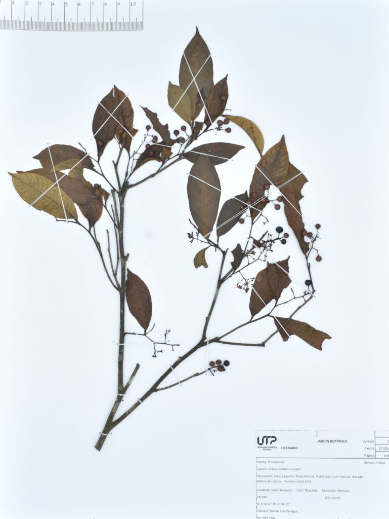 Ardisia bartlettii Lundell
