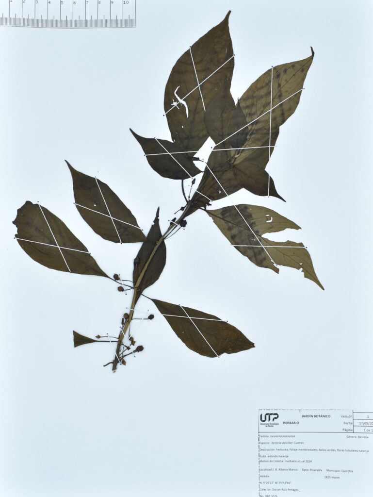 Besleria delvillari