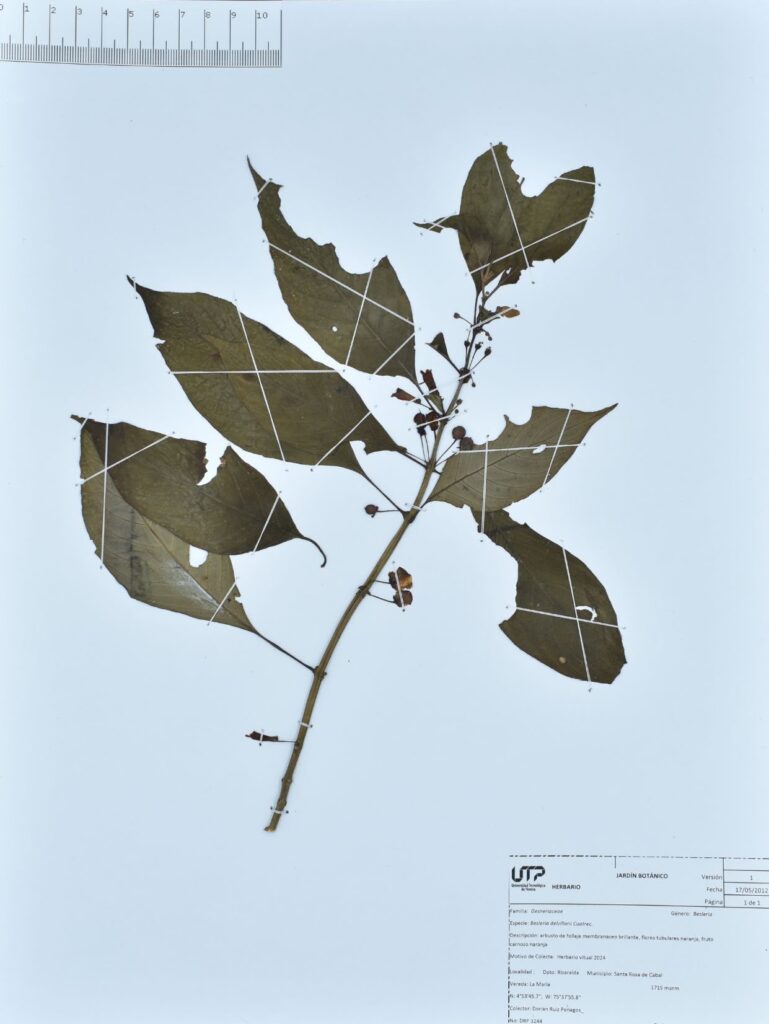 Besleria delvillarii Cuatrec.