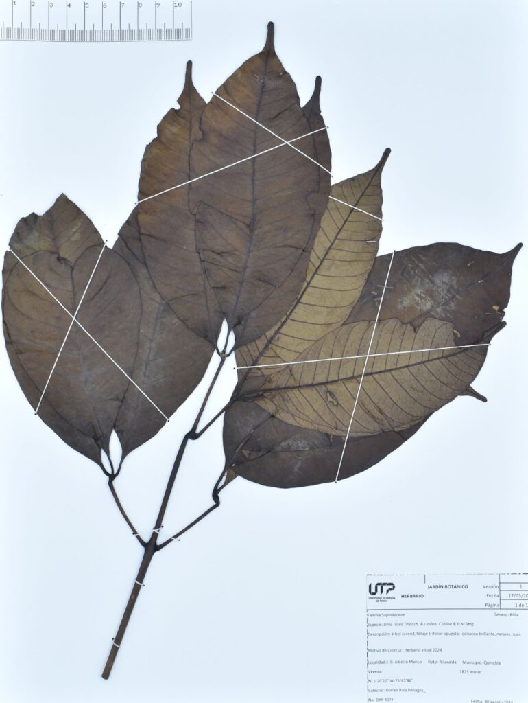 Billia rosea
