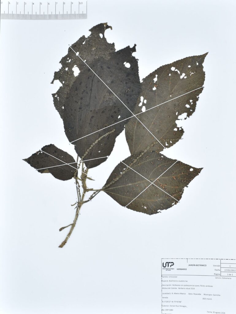 Boehmeria caudata Sw.