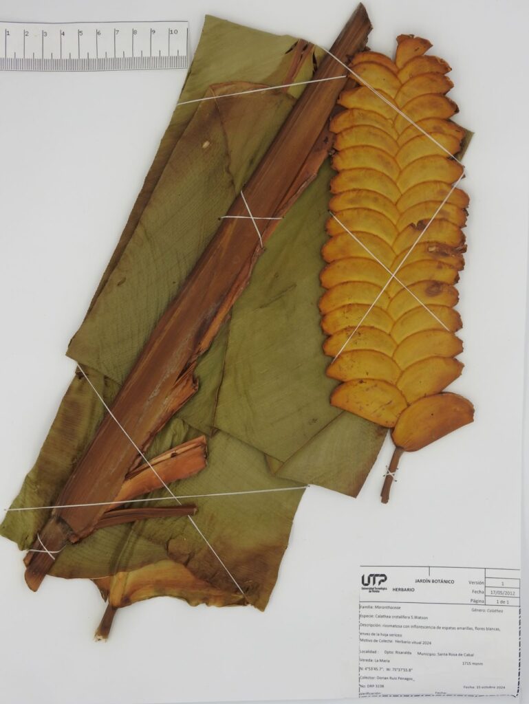Calathea lutea (Aubl.) E.Mey. ex Schult.