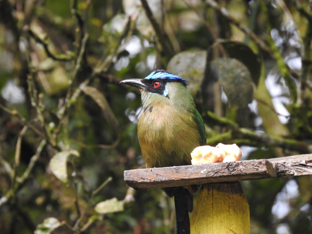 Caracterizacion Fauna Quinchia