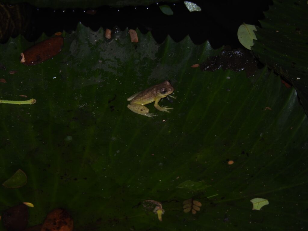 Caracterización Fauna Umbria