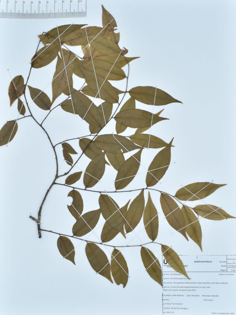 Cariniana pyriformis Miers