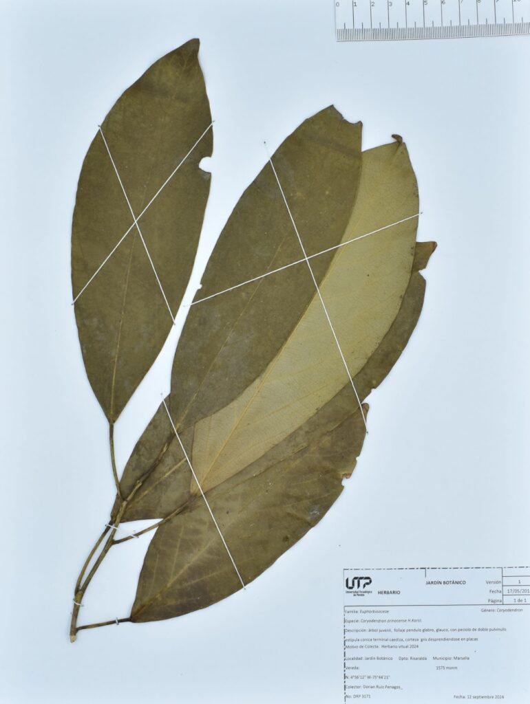 Caryodendron orinocense H.Karst.