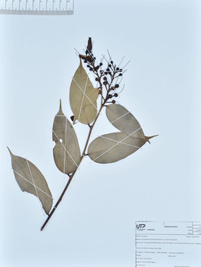 Cavendishia bracteata (Ruiz & Pav. ex A.St.-Hil.) Hoerold