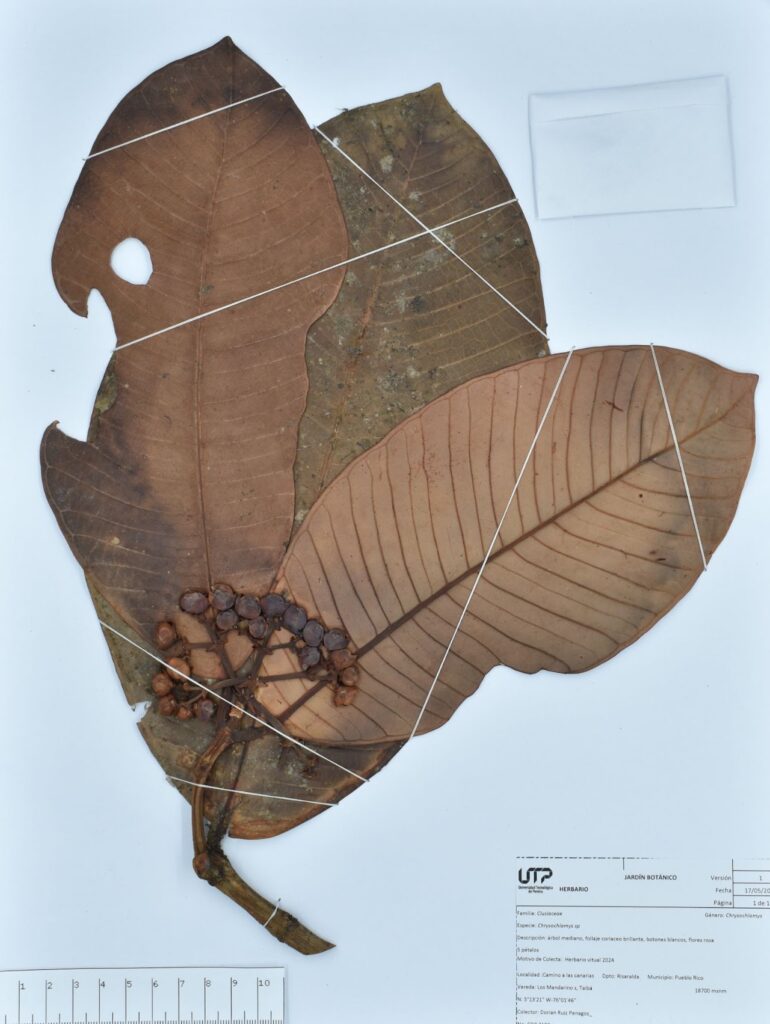 Chrysochlamys sp