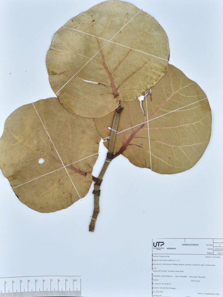 Coccoloba uvifera (L.) L. LC.