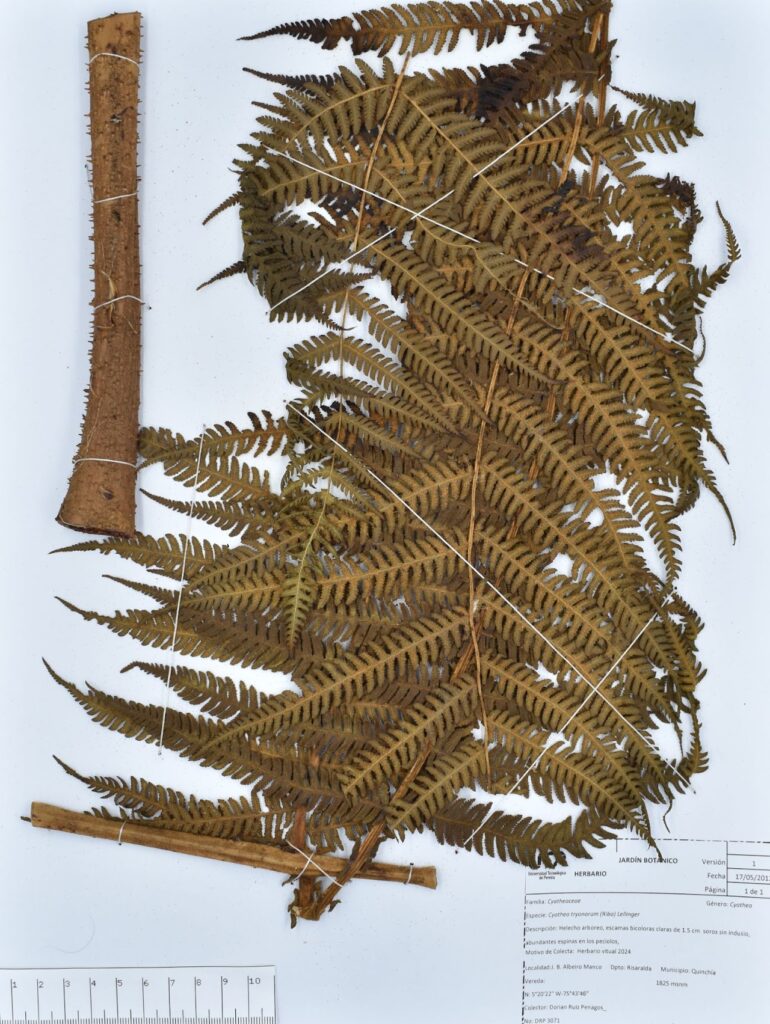 Cyathea tryonorum (Riba) Lellinger
