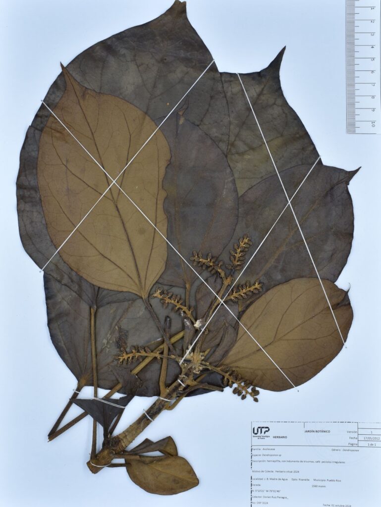 Dendropanax sp