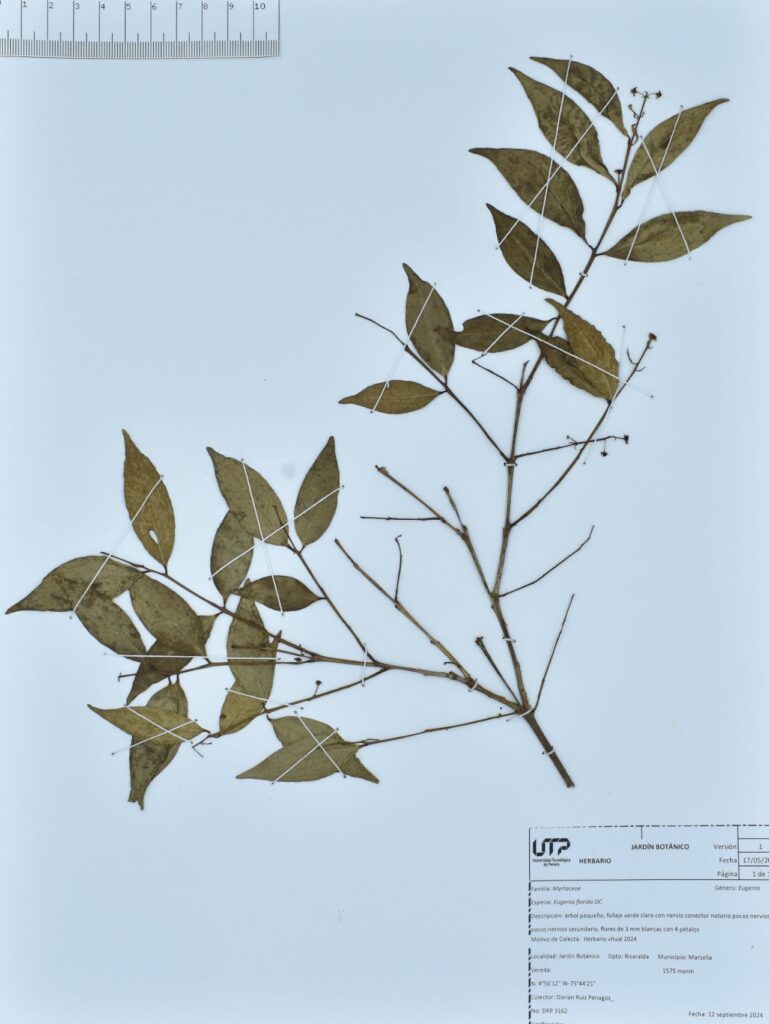 Eugenia florida DC.