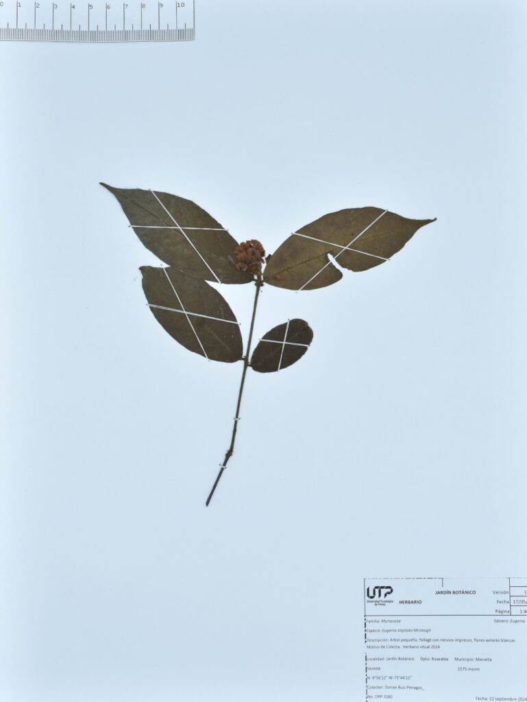 Eugenia stipitata McVaugh