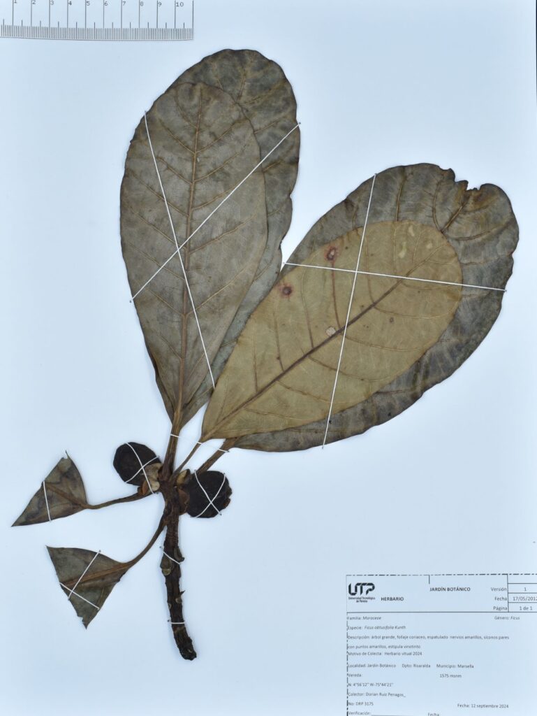 Ficus obtusifolia Kunth