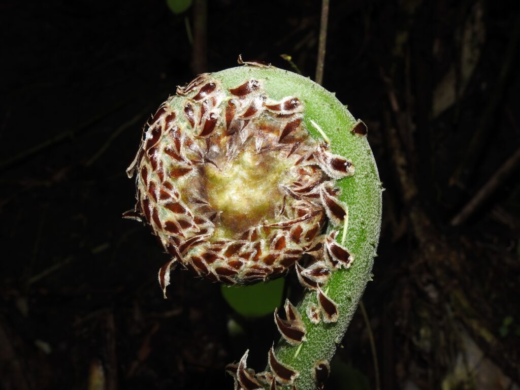 Flora3 Jardín Botánico UTP
