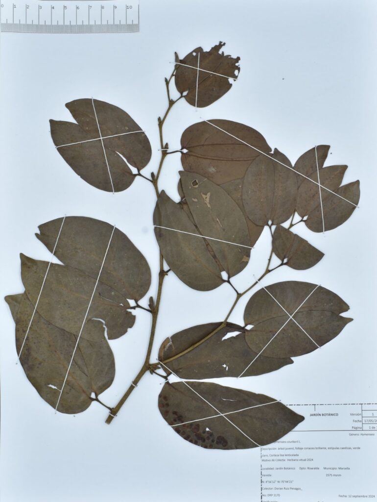 Hymenaea courbaril L.
