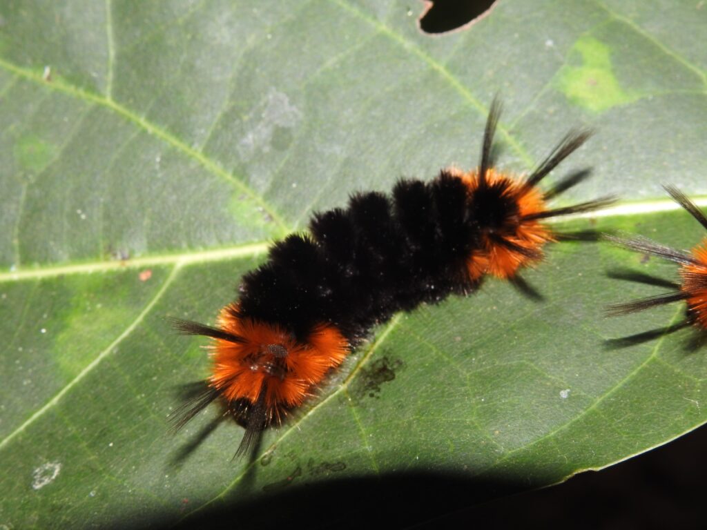 Jardín Botánico Belén de Umbría Fauna 1