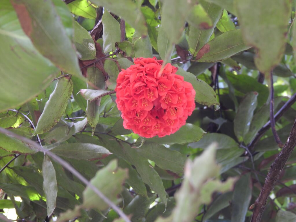 Jardín Botánico Belén de Umbría Flora 3