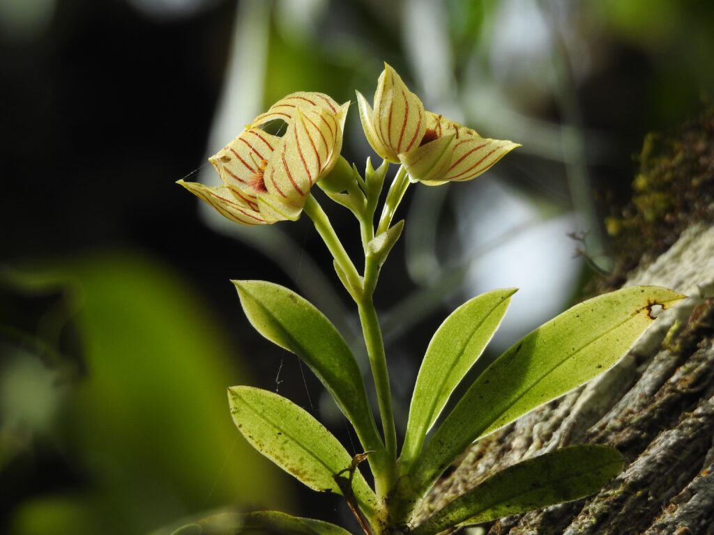 Jardín Botánico de Guática Galeria 1