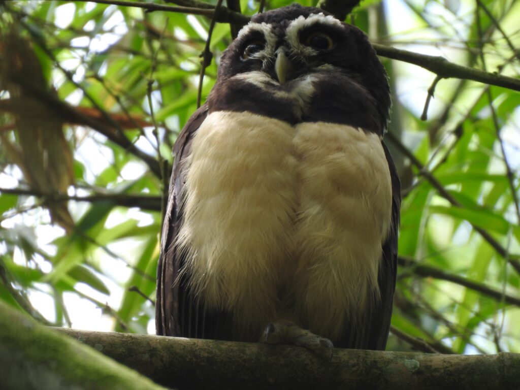 Jardín Botánico de Marsella Fauna 1