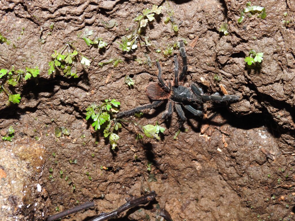 Jardín Botánico de Marsella Fauna 3