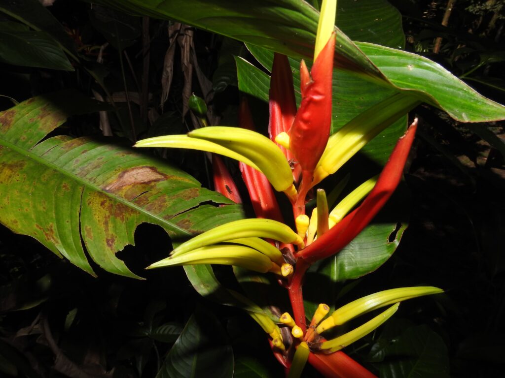 Jardín Botánico de Marsella Flora 1