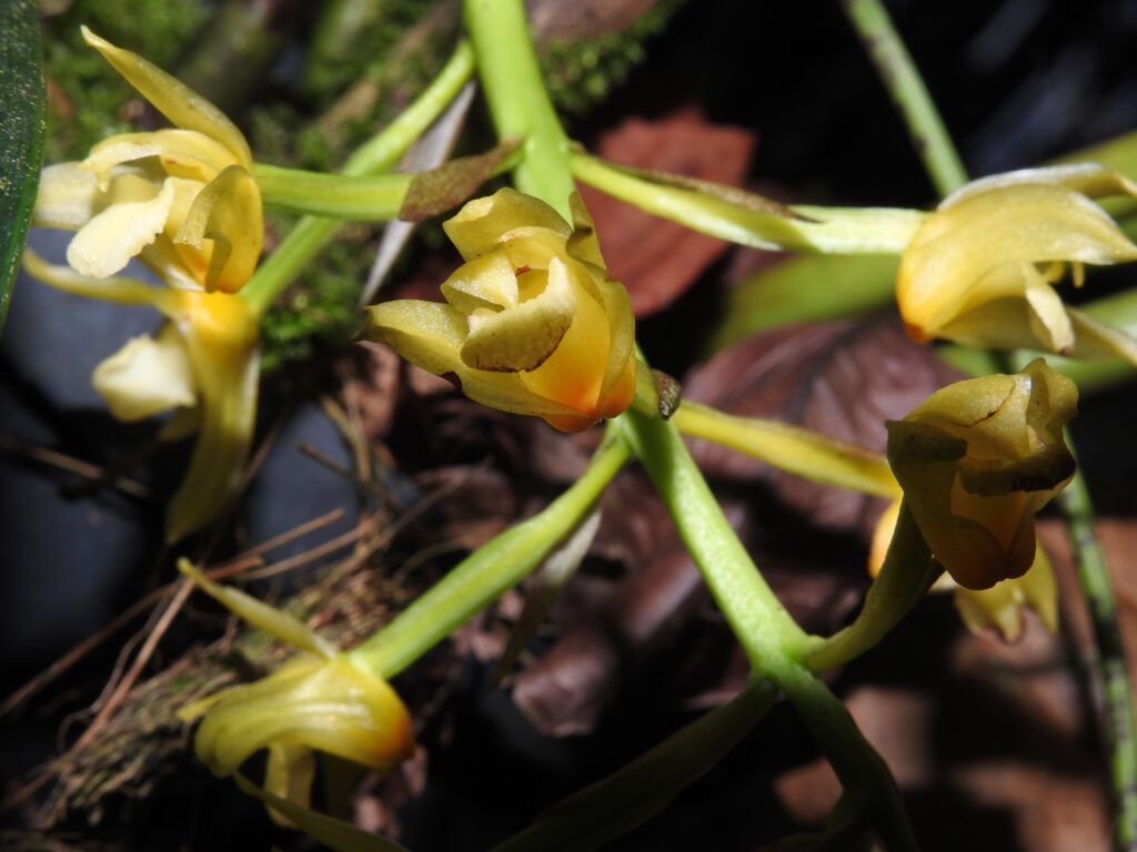 Jardín Botánico de Marsella Flora 3