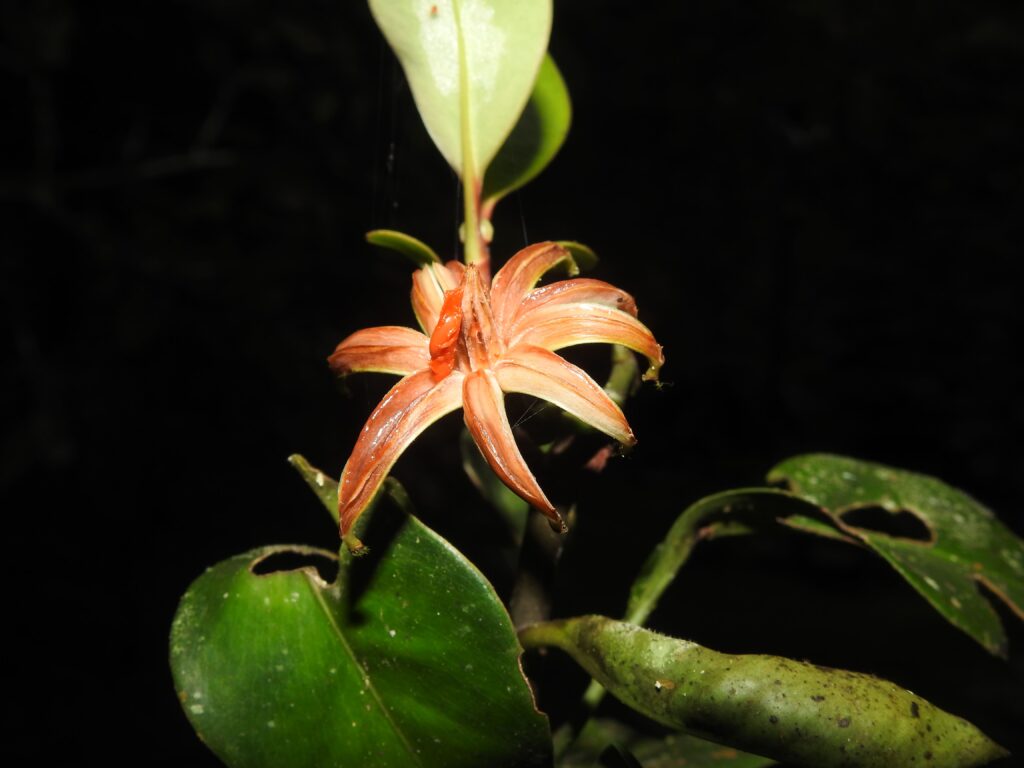 Jardín Botánico de Pueblo Rico Galería P 2