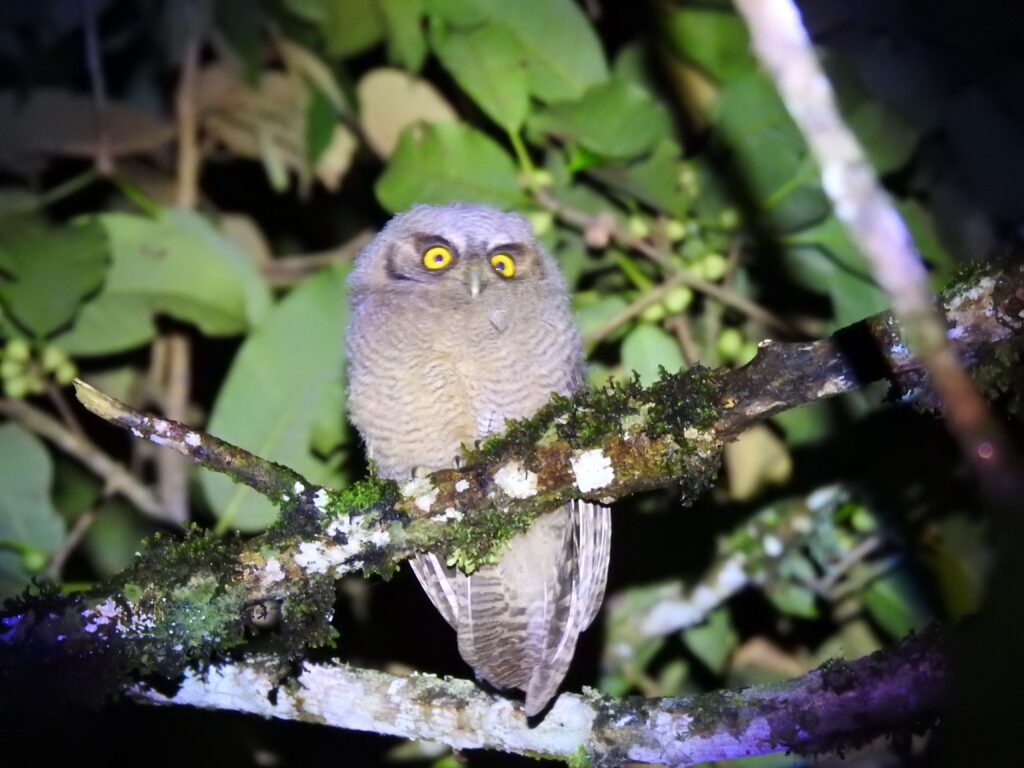 Jardín Botánico de Quinchía Fauna 1