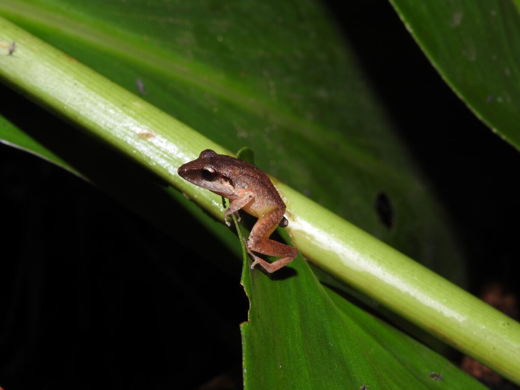 Jardín Botánico de Quinchía Fauna 2