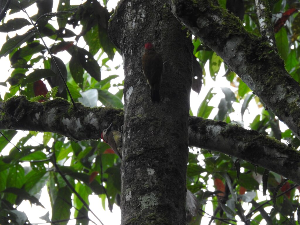 Jardín Botánico de Quinchía 1