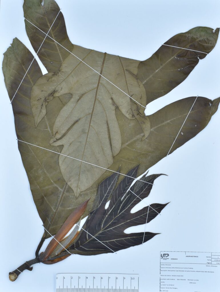 Juglans neotropica Diels