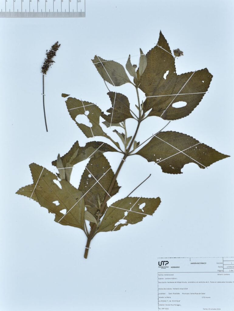 Lantana trifolia L.