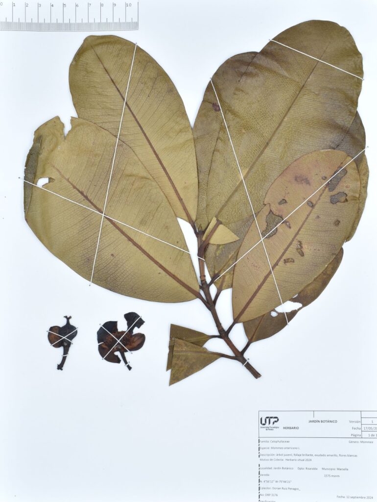 Mammea americana L.
