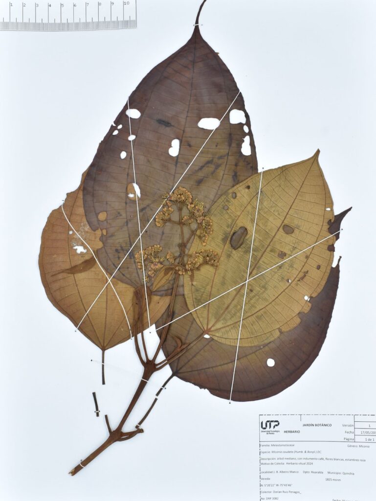 Miconia caudata (Humb. & Bonpl.) DC.