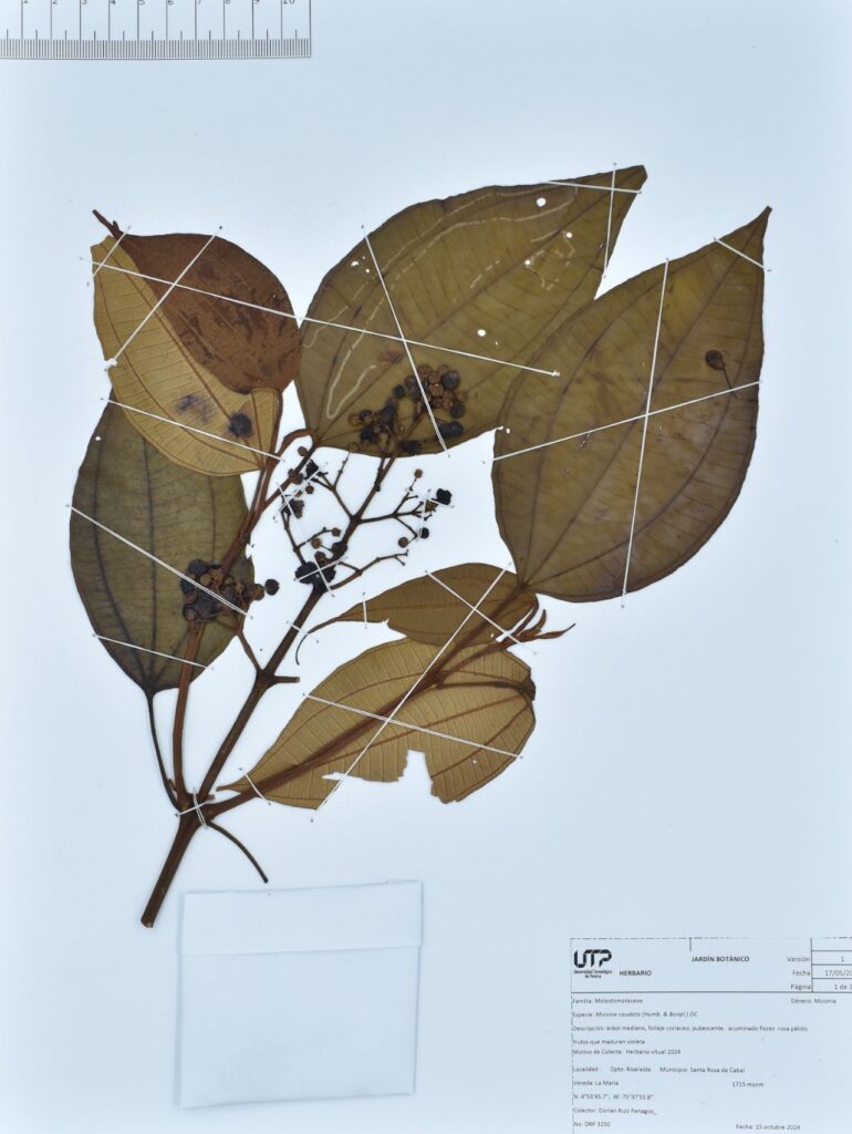 Miconia caudata (Humb. & Bonpl.) DC.