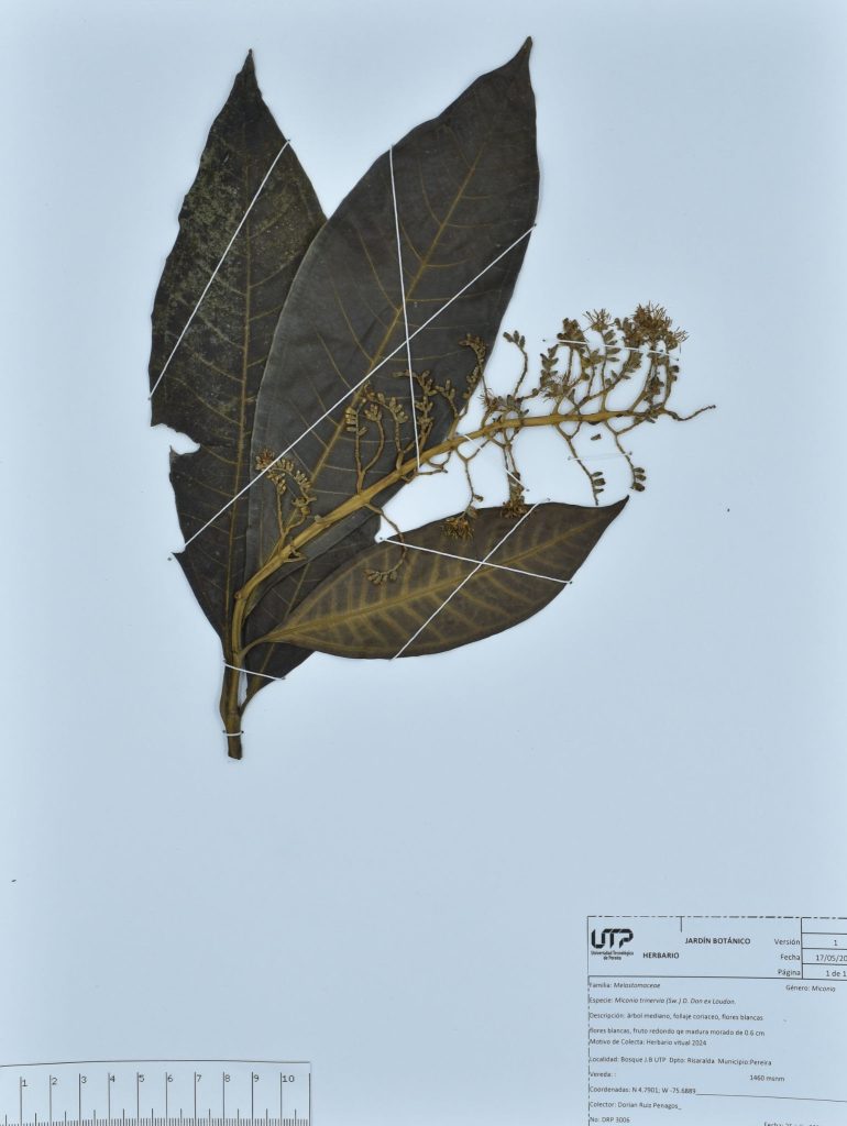 Miconia trinervia