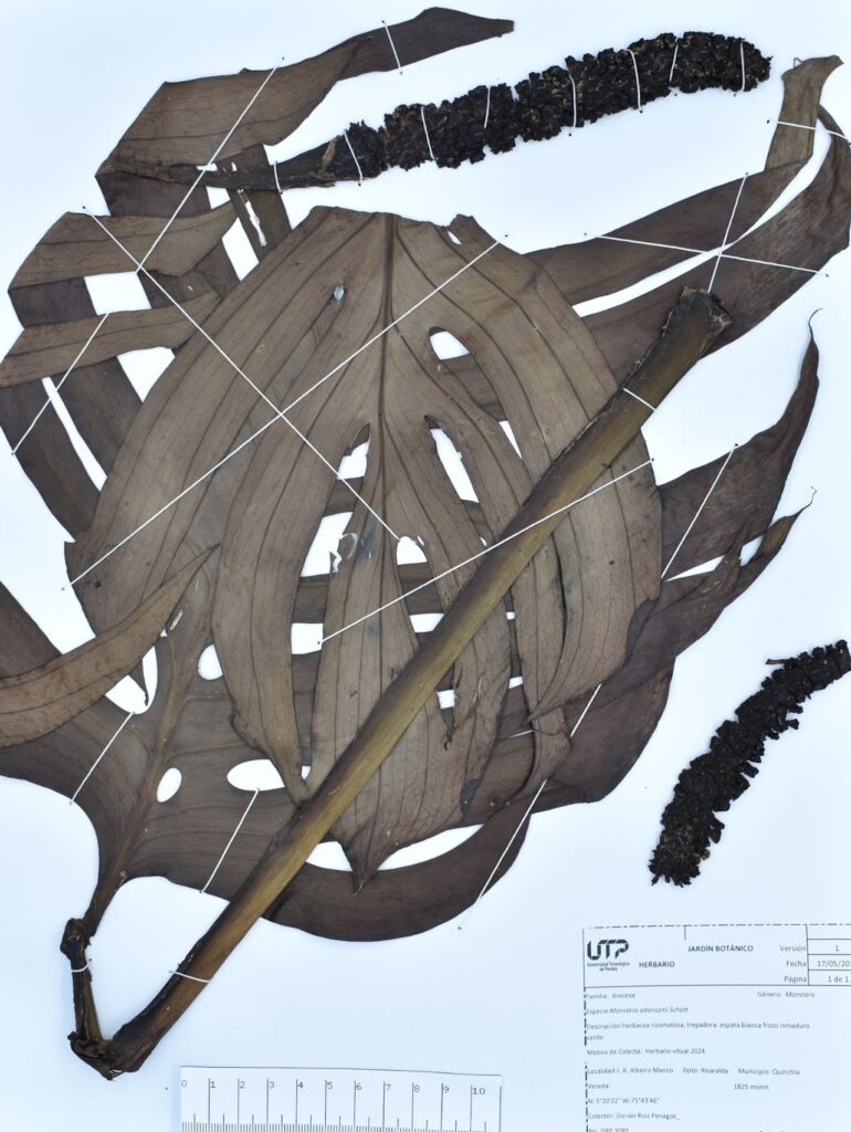 Monstera adansonii Schott