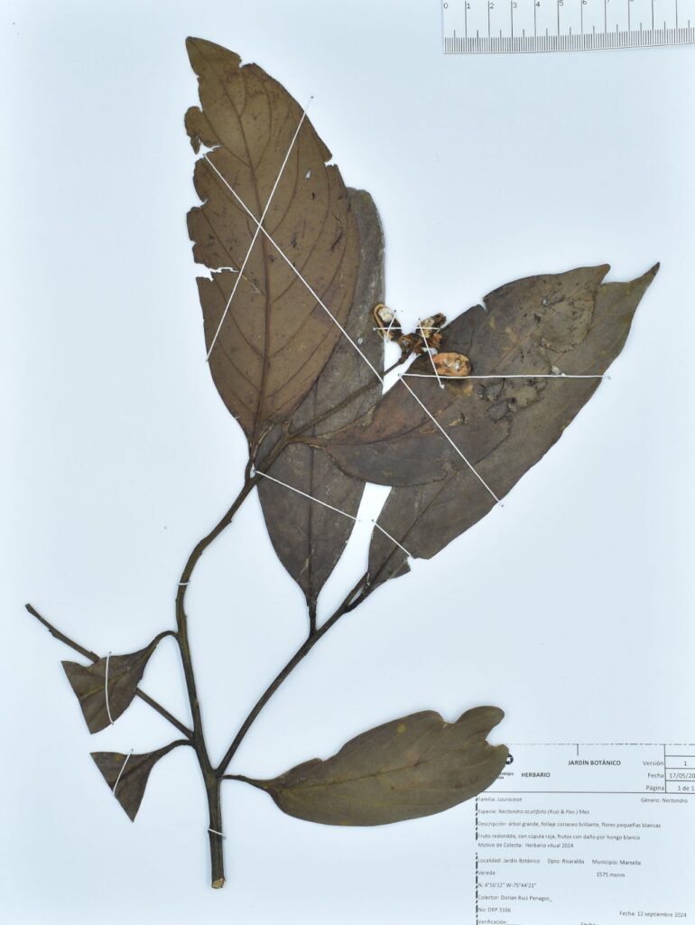 Nectandra acutifolia (Ruiz & Pav.) Mez.