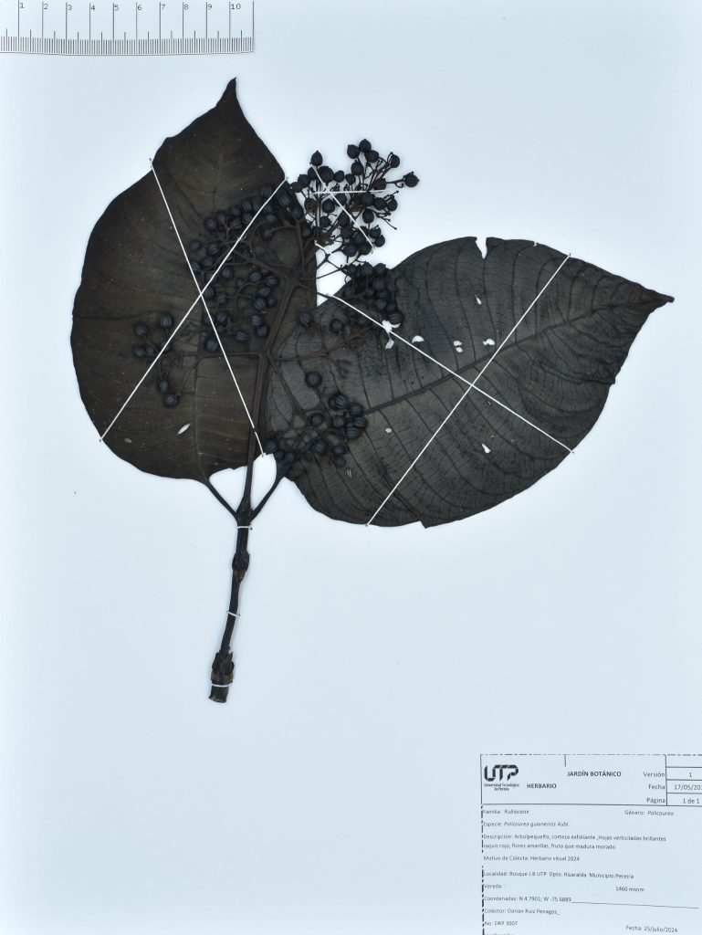 Palicourea guianensis