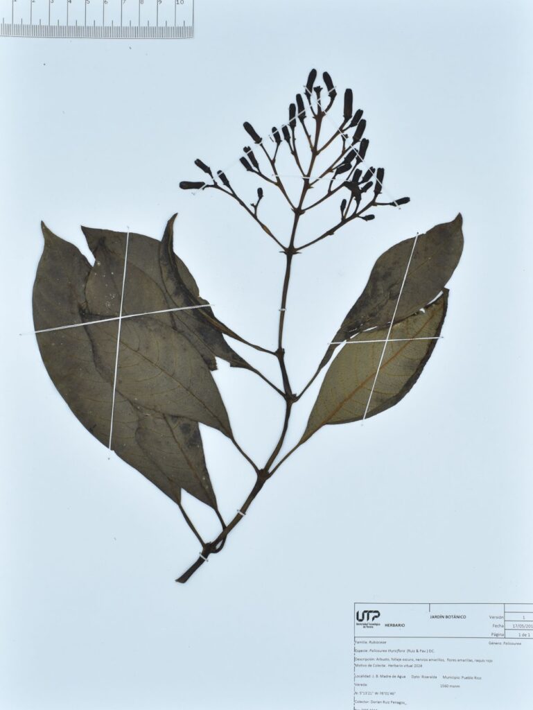 Palicourea thyrsiflora (Ruiz & Pav.) DC.