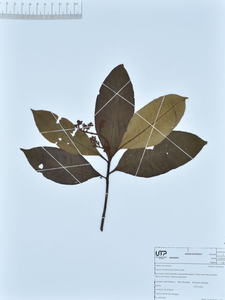 Parathesis fusca (Oerst.) Mez