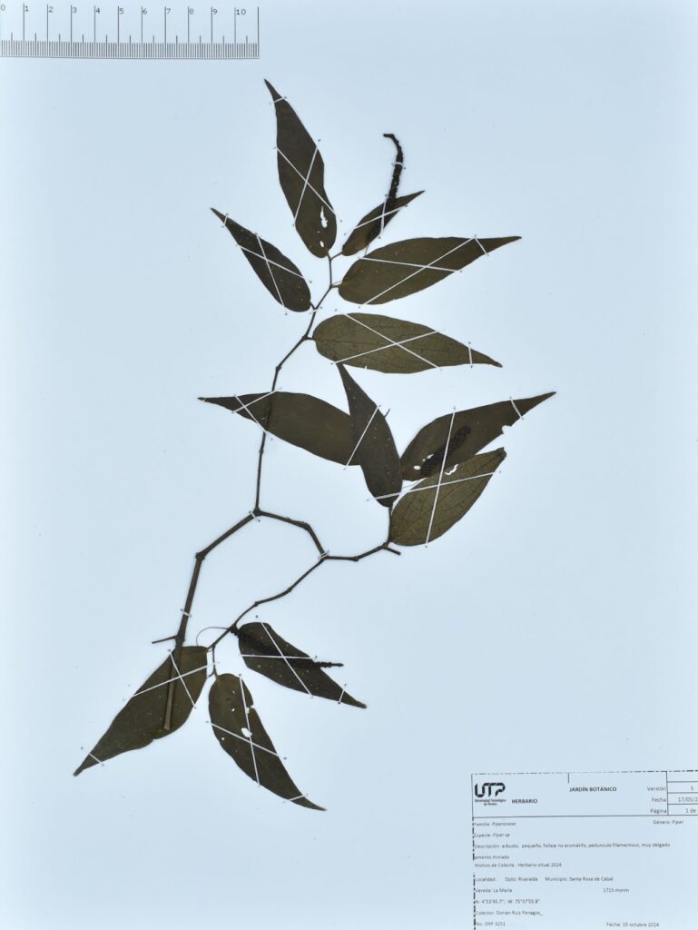 Piper sp