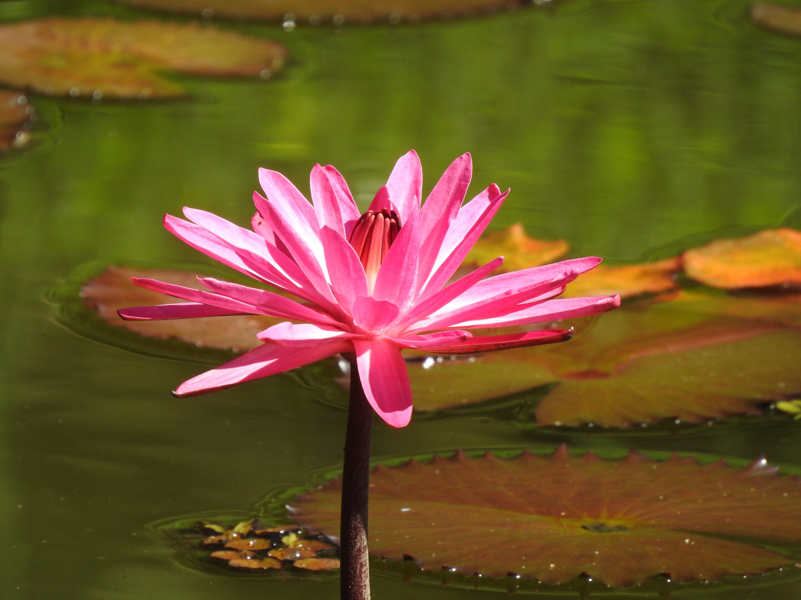 Portada Jardín Botánico de Pueblo Rico — Cuna de Venus del Tatamá