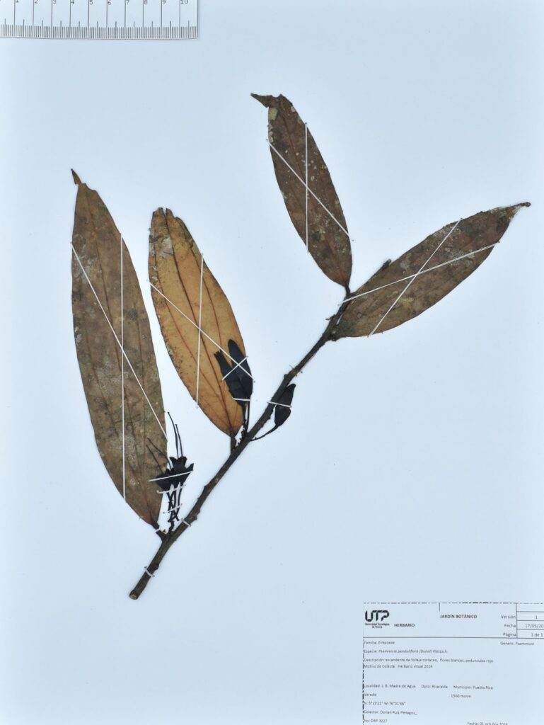 Psammisia penduliflora (Dunal) Klotzsch