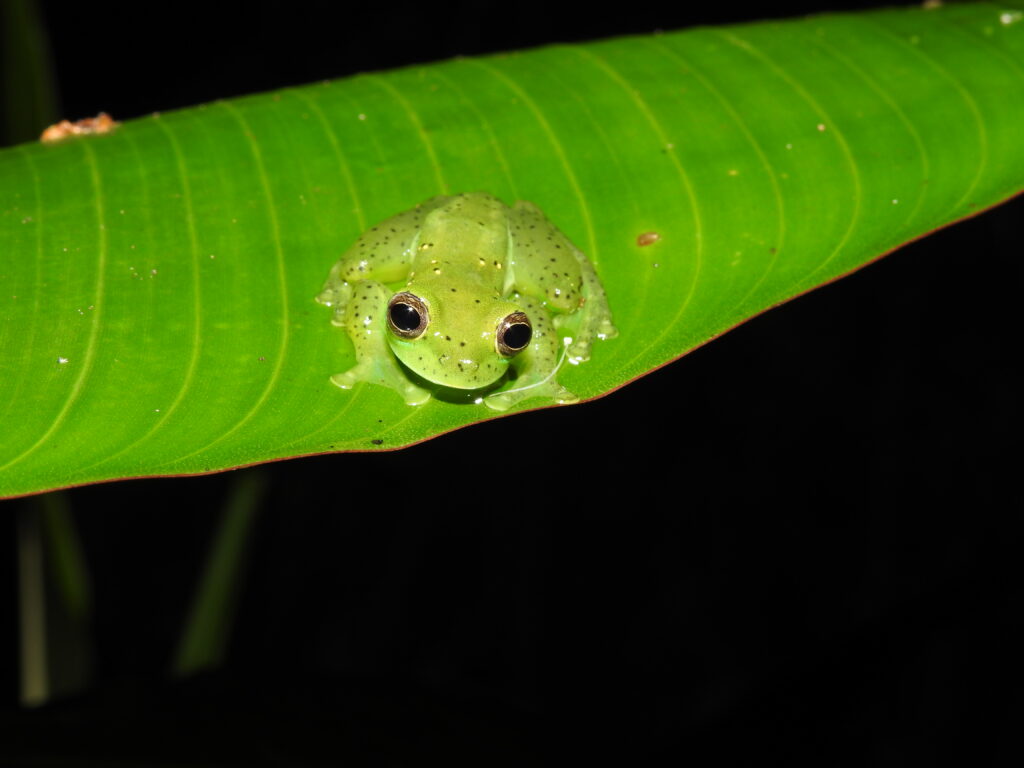 Rana de cristal puntos amarillos - Jardín Botánico UTP